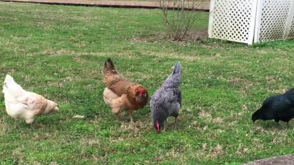 これらの空想的なフリーレンジ鶏が地面に食べ物のために競争している間 赤い櫛で暗いときに彼らが見ていることを認識し 少し妄想になっているようだ プロフィールで凍結 — ストック動画