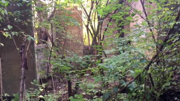 Luce Del Giorno Nel Bosco Centro Rudere Abbandonato Una Vecchia — Video Stock