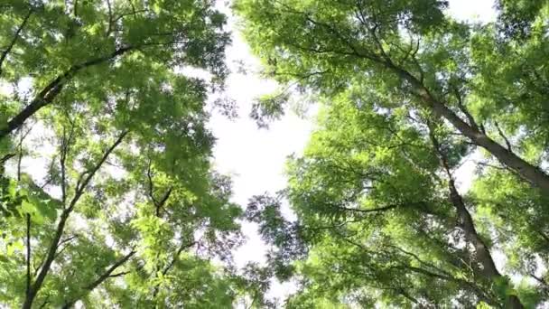 Прогулка Природной Тропе Через Лес Глядя Навес Деревьев Над Головой — стоковое видео