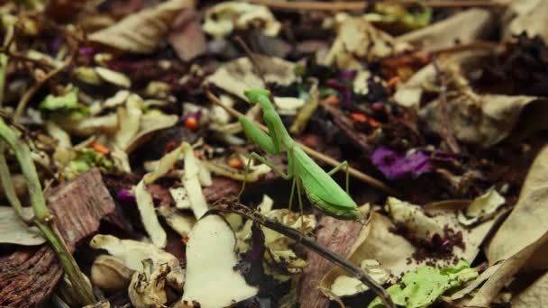 Groene Europese Bidsprinkhaan Staat Stil Nadat Hij Een Wijnstok Bosbodem — Stockvideo