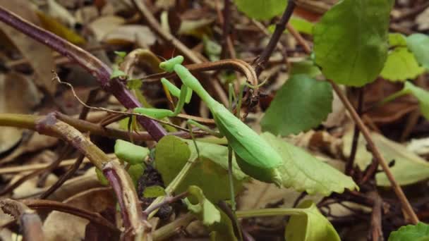 Mantis Religiosa Verde Asienta Sobre Una Planta Con Hojas Verdes — Vídeos de Stock