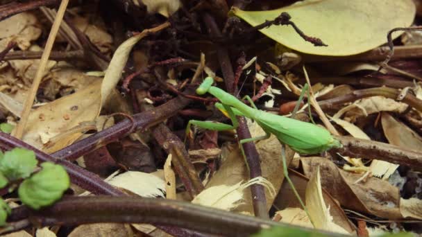 緑の祈りのカマキリ植物のつるや枯葉や森の床に棒を移動します 閉じろ — ストック動画