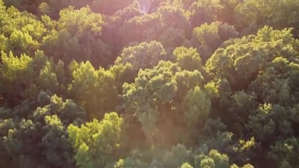 Drone Filmato Bellissimi Alberi Illuminati Dal Tramonto Con Macchie Solari — Video Stock