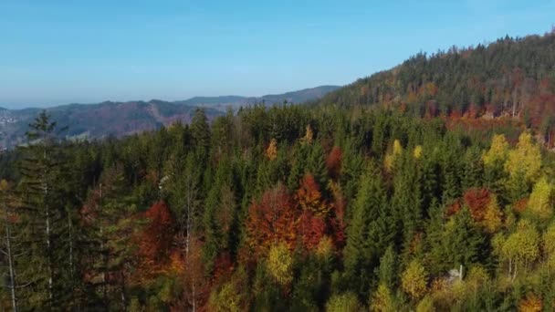 Luchtfoto Van Een Kleurrijk Herfstbos Een Heuvelachtig Landschap Zonnig — Stockvideo