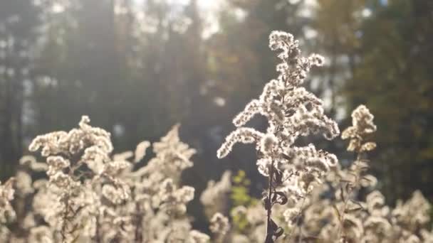 Musim Gugur Sinar Matahari Bersinar Melalui Bunga Goldenrod Yang Telah — Stok Video