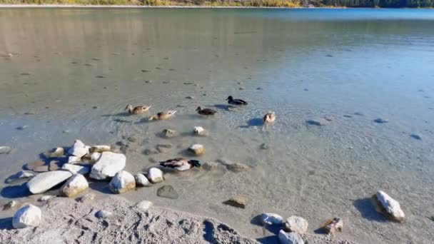 Patos Nadando Las Aguas Cristalinas Del Lago Junio Soleado Mono — Vídeos de Stock