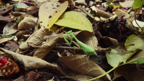 緑の祈りのカマキリの森の床にいくつかの枯れ葉を登る 後ろから近寄れ — ストック動画