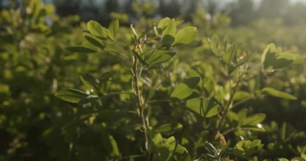 Luz Solar Através Folhas Uma Planta Amendoim Campo Fazenda Orgânica — Vídeo de Stock