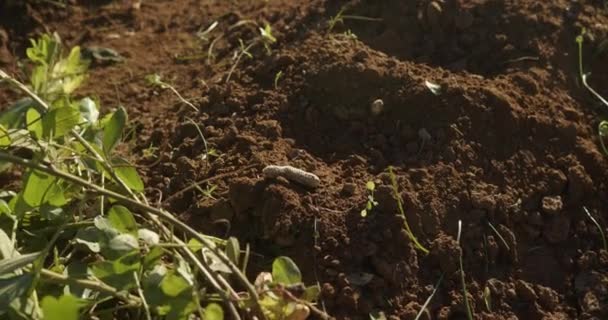Amendoim Plantação Nozes Colheita Outono Conceito Agricultura Jardinagem Exploração Biológica — Vídeo de Stock