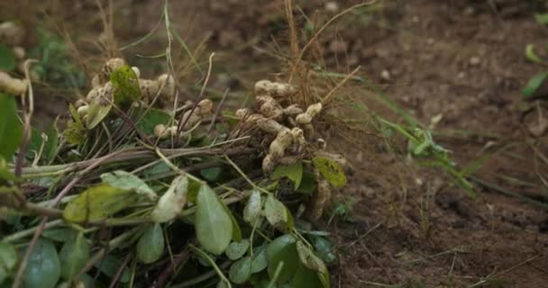 Pinda Oogsten Pinda Plantage Herfst Oogsten Boeren Tuinieren Concept Biologische — Stockvideo