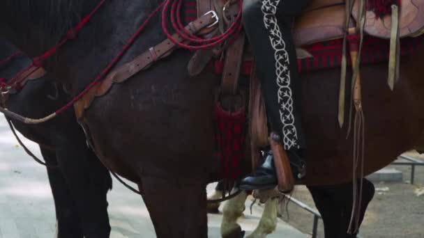 Лошадь Мехико Седлом Поводком Веревкой Конным Всадником Традиционных Мексиканских Брюках — стоковое видео
