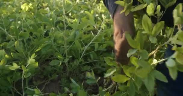 Bauer Pflückt Erdnüsse Bei Der Herbsternte Auf Kleinem Biobauernhof Landwirtschafts — Stockvideo