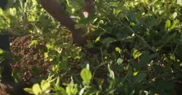 Homem Velho Fazendeiro Mãos Pegando Amendoins Colheita Outono Pequena Fazenda — Vídeo de Stock