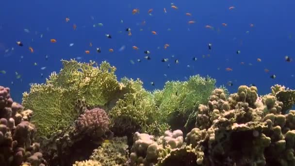 Recifes Coral Com Corais Fogo Peixes Recifes Laranja Mar Vermelho — Vídeo de Stock