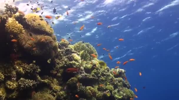 在红海 珊瑚礁与珊瑚鱼一起掉落 — 图库视频影像