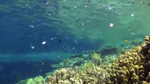 紅海には3匹の魚と硬いサンゴがいる浅瀬のサンゴ礁 — ストック動画