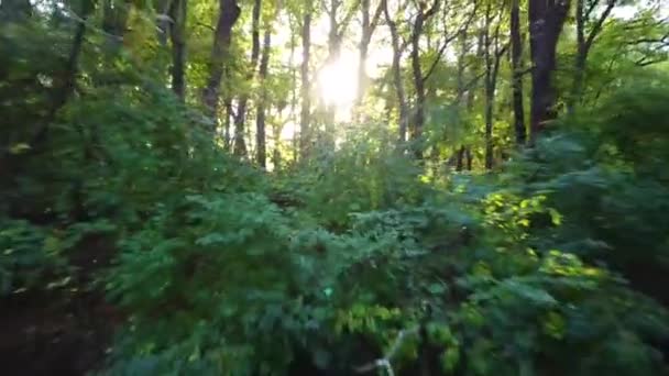 Solsken Skog Dra Bort Från Solen — Stockvideo