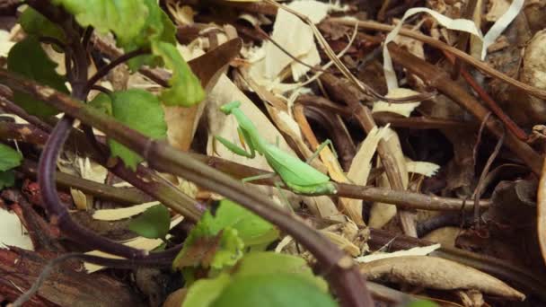 Groene Bidsprinkhaan Beweegt Langzaam Een Wijnstok Zoekt Naar Vaste Grond — Stockvideo