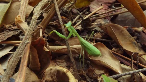 Groene Bidsprinkhaan Begint Van Bosbodem Klimmen Een Wijnstok Omringd Door — Stockvideo