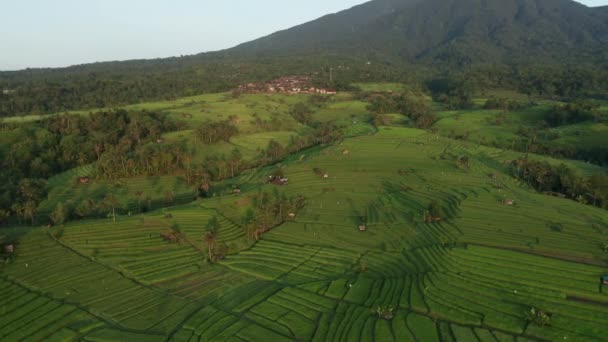 Campi Riso Jatiluwih Bali Durante Alba Con Montagne Aerea — Video Stock