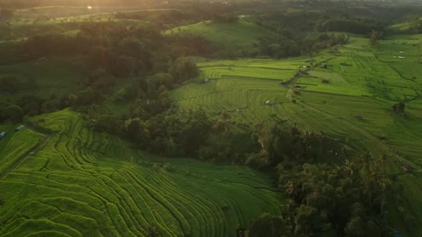 Luz Solar Manhã Sonhadora Acima Dos Campos Arroz Verde Jatiluwih — Vídeo de Stock