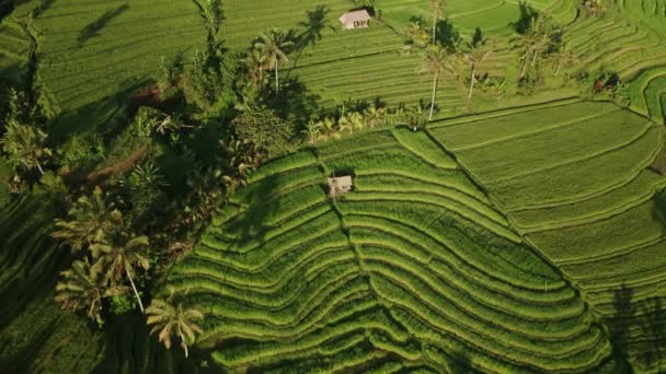 Vågliknande Mönster Risterrass Fält Unesco Site Jatiluwih Bali Antenn — Stockvideo