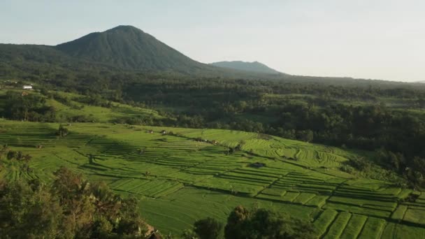 Terreni Coltivabili Tropicali Modellati Campi Riso Terrazza Bali Jatiluwih Alba — Video Stock