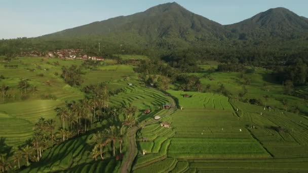 Campos Arroz Rural Jatiluwih Com Montanhas Fundo Paisagem Pastoral Aéreo — Vídeo de Stock