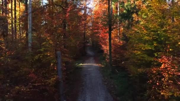 Langsamer Vorwärtsflug Durch Einen Herbstlichen Wald Niedriger Höhe — Stockvideo