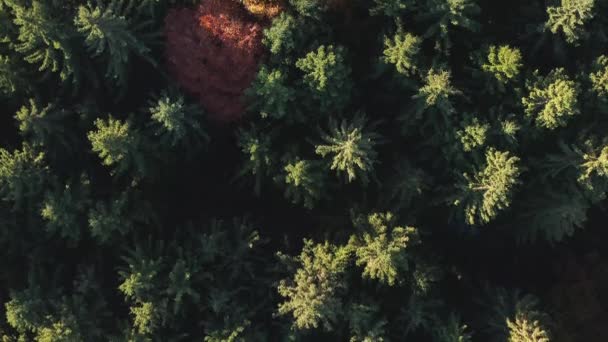 Langzame Vlucht Herfst Gekleurde Bomen Als Top Luchtfoto — Stockvideo