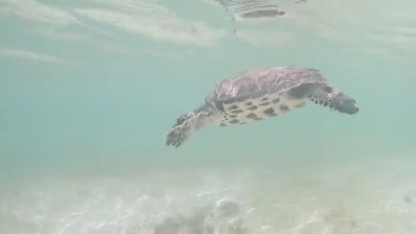 Penyu Laut Loggerhead Caretta Caretta Mengambil Napas Laut Karibia Air — Stok Video