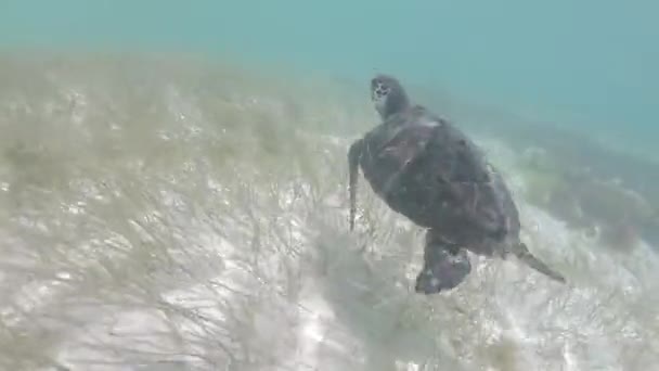 Żółw Morski Caretta Caretta Zbliża Się Powietrza Widok Góry Dołu — Wideo stockowe