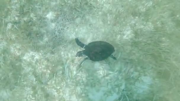 Żółw Morski Hawksbill Pływa Pod Morzem Nad Trawą Morską Zenit — Wideo stockowe