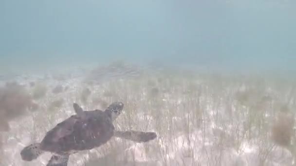 Hawksbill Sea Turtle Schwimmt Und Geht Nach Oben Luft Schnappen — Stockvideo