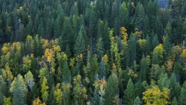 西道沿着山体斜坡飞行 山体上覆盖着公元前纳尔逊的茂密的针叶林 五彩缤纷的秋天森林的空中镜头 中间夹着黄色的落叶 — 图库视频影像