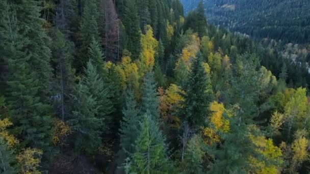 Strada Sterrata Che Attraversa Una Fitta Foresta Boreale Filmata Cinematicamente — Video Stock