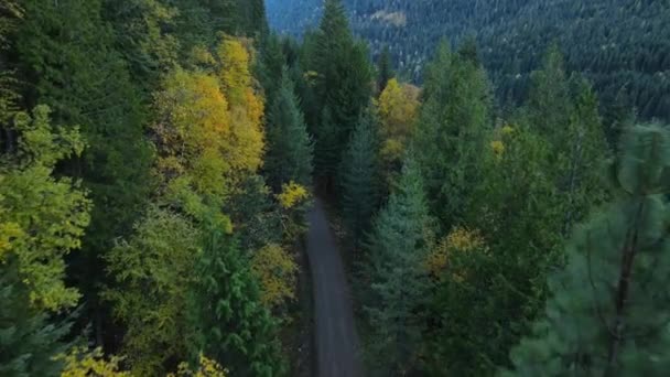 穿过茂密的北方森林的碎石路从上方拍摄 五彩缤纷的树木因秋天的季节环绕着林间小路 公元前4K年Nelson的空中录像 — 图库视频影像