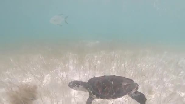 Zeeschildpad Zwemmen Het Oppervlak Wit Zand Caribisch Strand Los Roques — Stockvideo