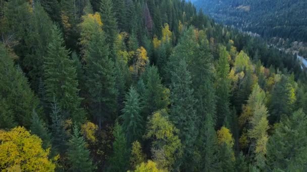 Повітряні Кадрів Густих Величезних Бореальних Лісів Британської Колумбії Восени Круті — стокове відео
