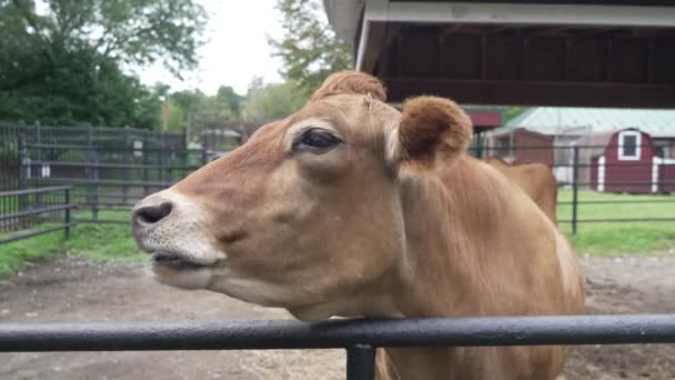 Retrato Cerca Una Rumiante Cara Vaca Morena Masticando Rumiando — Vídeo de stock