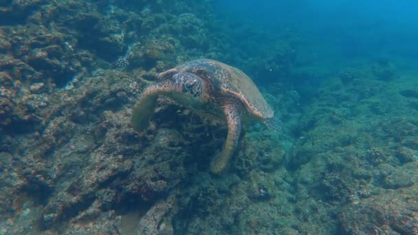 Zbliżenie Dzikiego Żółwia Morskiego Pływanie Nurkowanie Między Skałami Rafą Koralową — Wideo stockowe