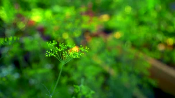 Dill Gaat Bloeien Tuin — Stockvideo