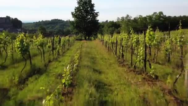 Luchtfoto Tussen Wijnplanten Een Wijngaard Piemonte Italië Stijgende Drone Shot — Stockvideo