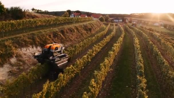 Mechaniczny Kombajn Poruszający Się Nad Rzędem Winnic Podczas Zbiorów Winogron — Wideo stockowe