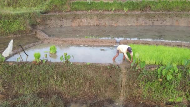 Rolnik Wybierający Sadzonki Ryżu Sadzenia Tradycyjne Rolnictwo Azjatyckie — Wideo stockowe