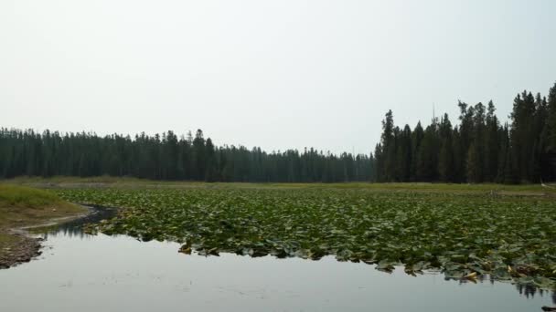 在科尔特湾附近的大提顿国家公园里 大自然的美景映衬着宁静美丽的荷伦湖 湖面上布满了百合花 在朦胧的日子里 四周环绕着松树 — 图库视频影像