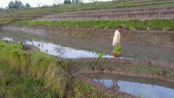 Jordbrukare Bär Ris Plantor Till Patch Paddyterrassen Indonesiska Landsbygden — Stockvideo