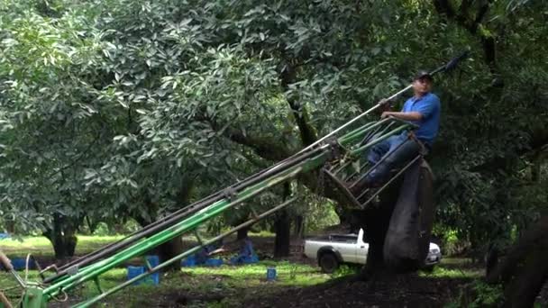 Человек Голубой Рубашке Выносится Рамы Зеленым Трактором Ранчо Авокадо Мексике — стоковое видео