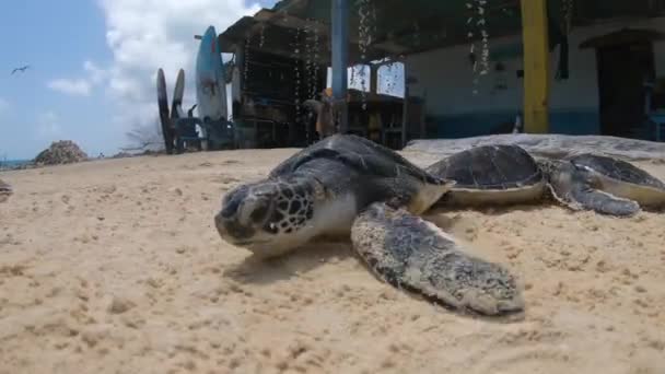 Grüne Meeresschildkröten Auf Sand Gehen Die Karibik — Stockvideo