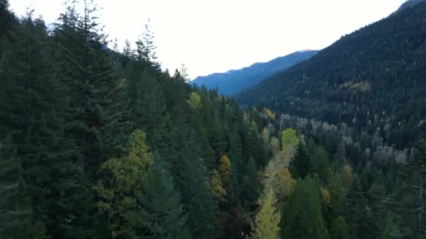 Szybkie Niskie Przeloty Nad Lasem Borealnym Kanadzie Jesienią 2021 Nagranie — Wideo stockowe